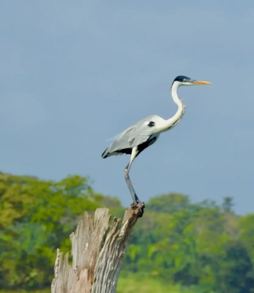 Garza posada en un tronco seco sobre el lago