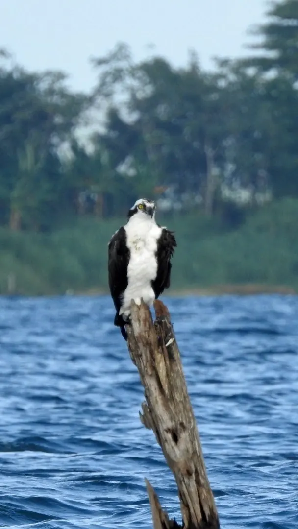 Águila pescadora posada en un tronco seco sobre el lago