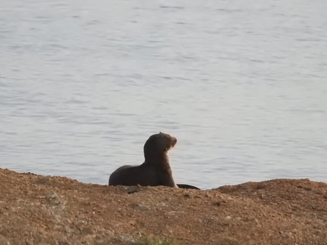 Nutria en la orilla del lago